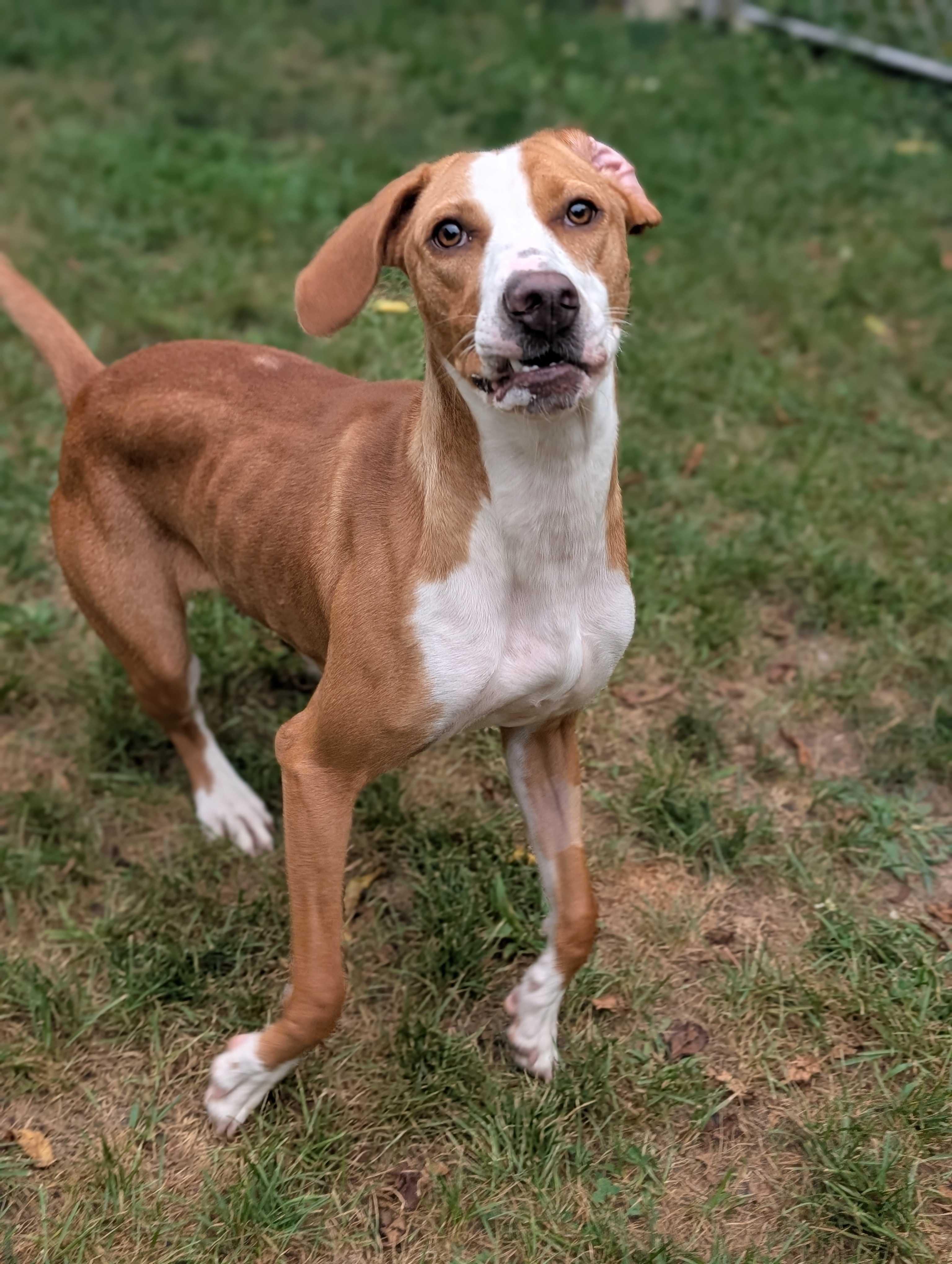 Worley, a Adoptable mixed breed in Lafayette, NJ image 4/4