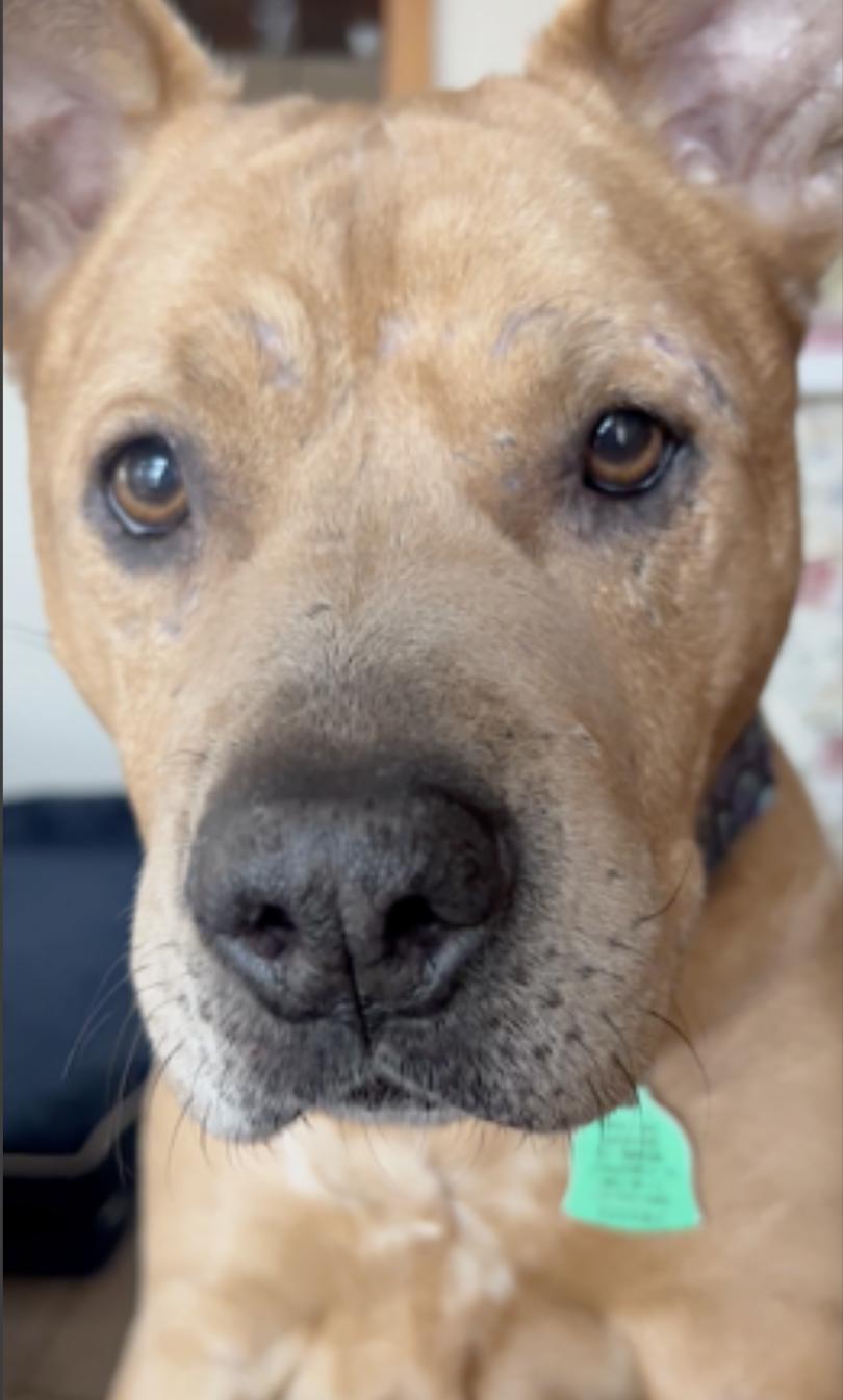 Brandy — thumbnail 5