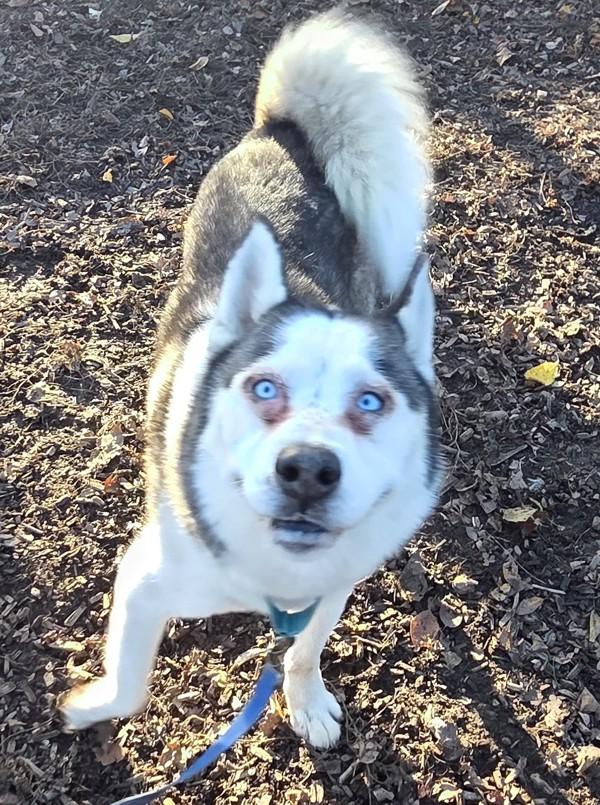 Dimitri, Adoptable, Adult Male Siberian Husky.