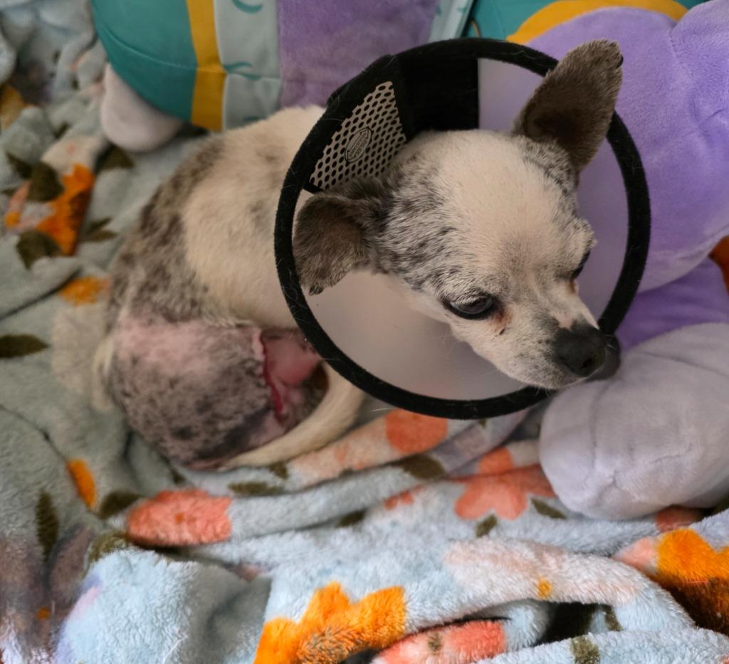 Nirvana, Adoptable, Adult Male Chihuahua.