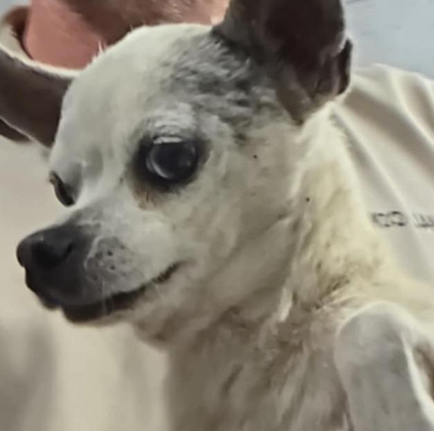 Enlarge Nirvana, a Adoptable Chihuahua in Fort Stockton, TX image 2/2