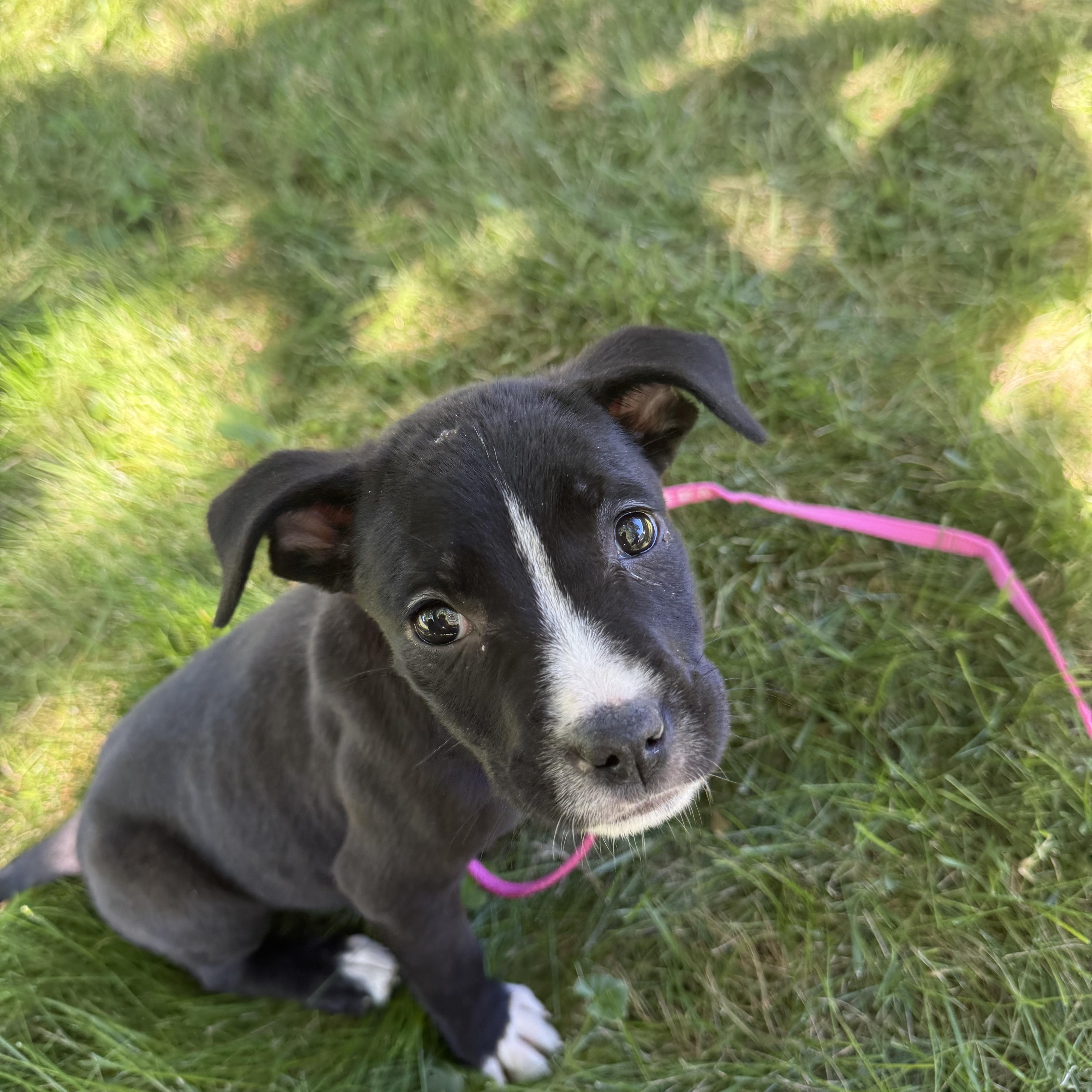 Sharon, Adoptable, Puppy Female American Staffordshire Terrier.