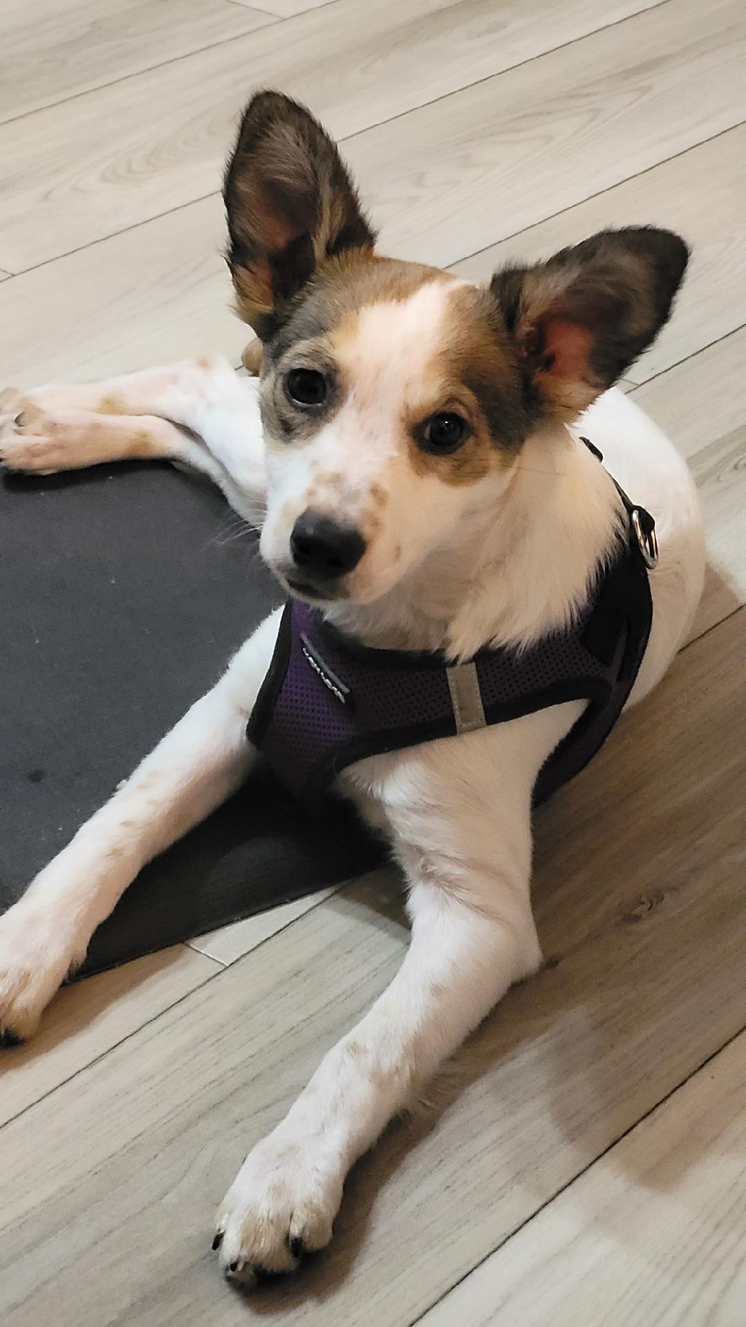 Shelbie GT, Adopted, Puppy Female Schnauzer & Papillon.