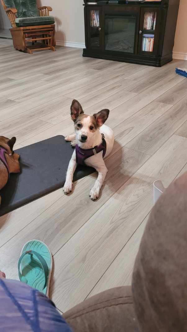 Shelbie GT, a Adopted mixed breed in Temple, TX image 2/3