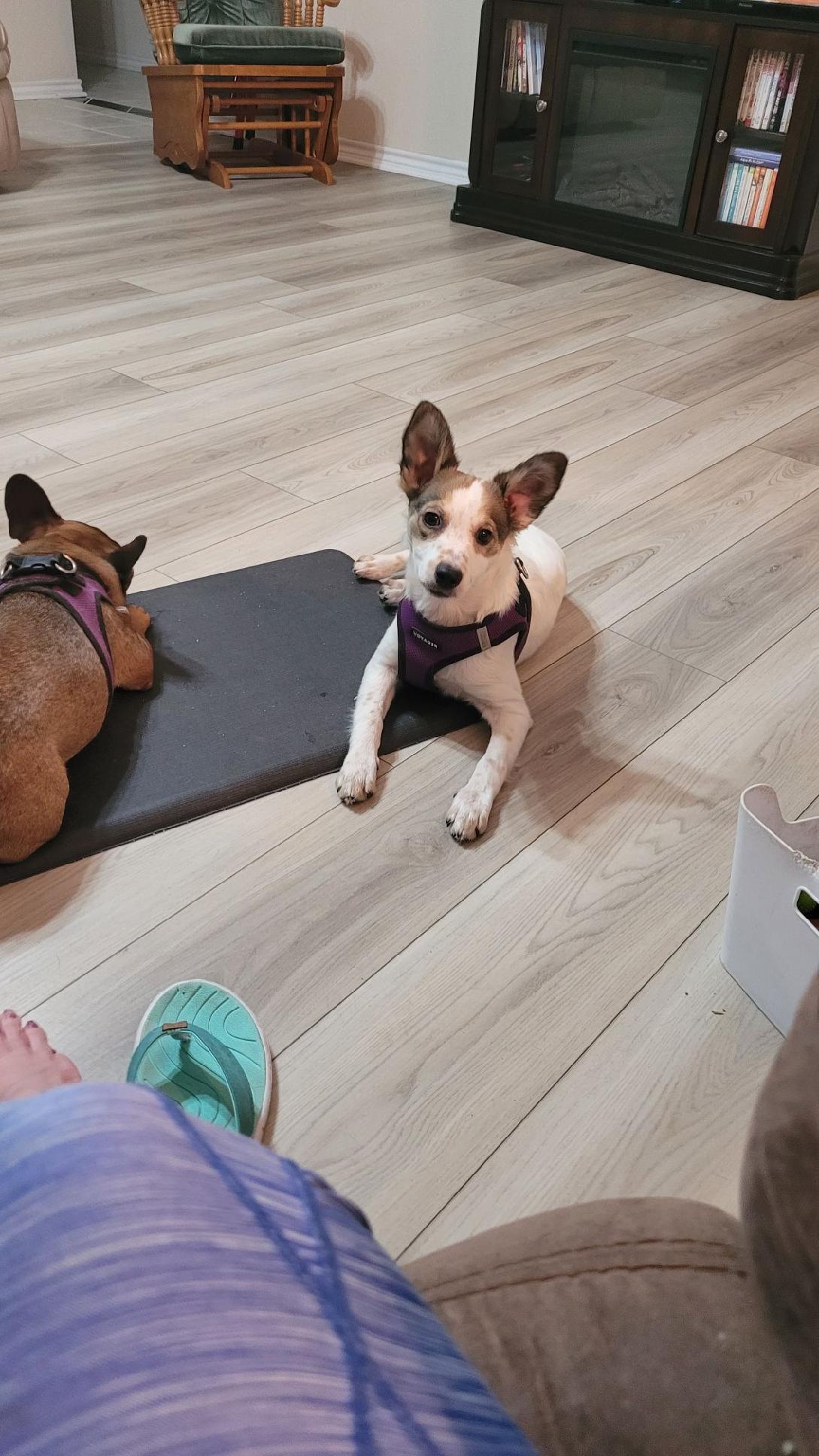 Shelbie GT, a Adopted mixed breed in Temple, TX image 3/3