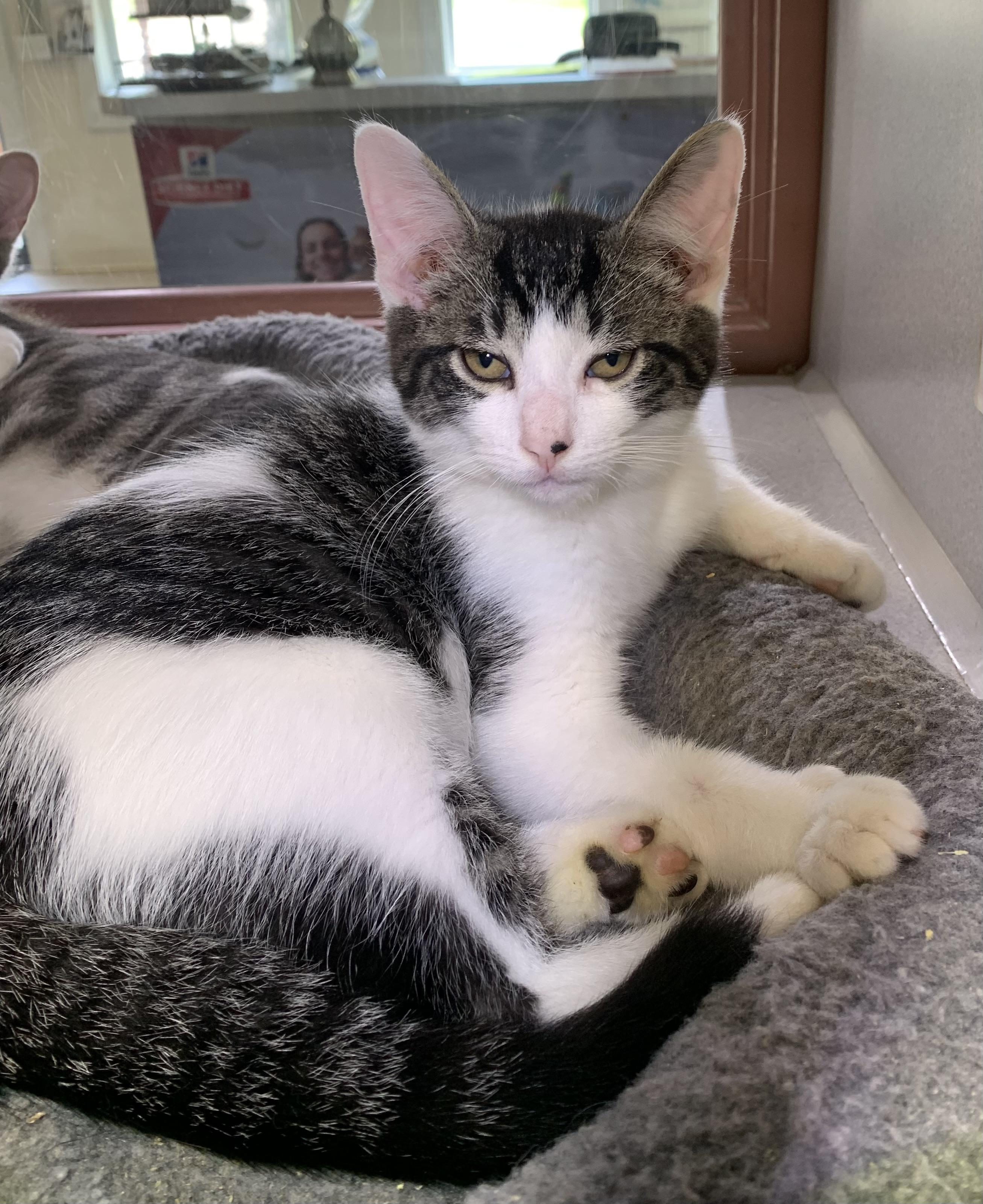 Dewey, ADOPTABLE, Young Male Domestic Short Hair.