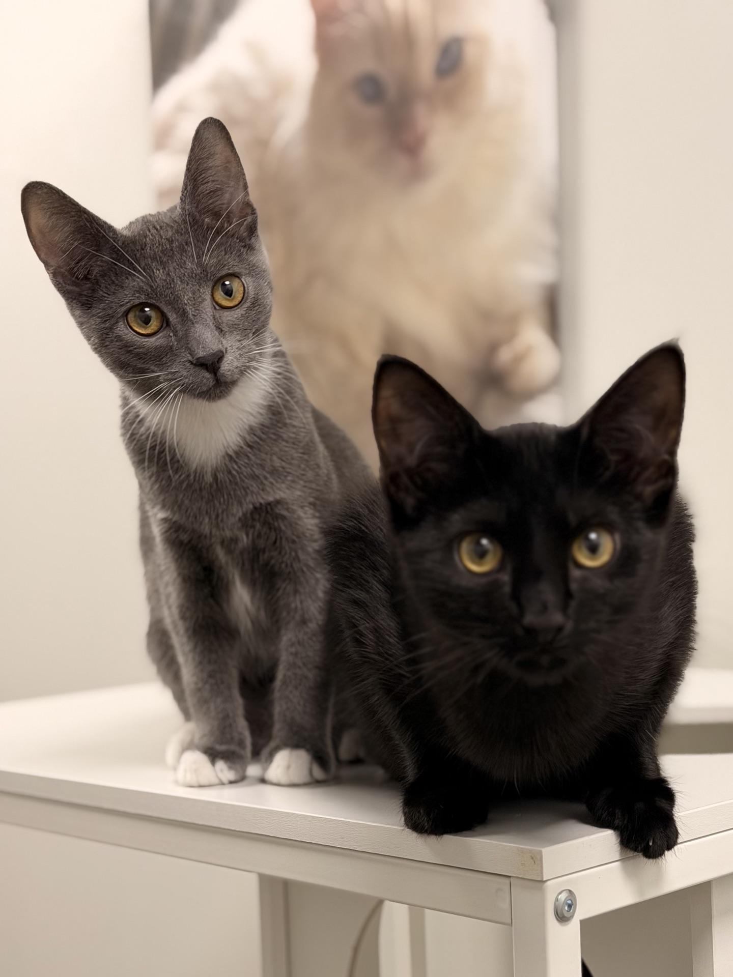 Enlarge Batman...visit me at the Catfeine Cat Cafe, a ADOPTABLE Domestic Short Hair in Murfreesboro, TN image 2/4