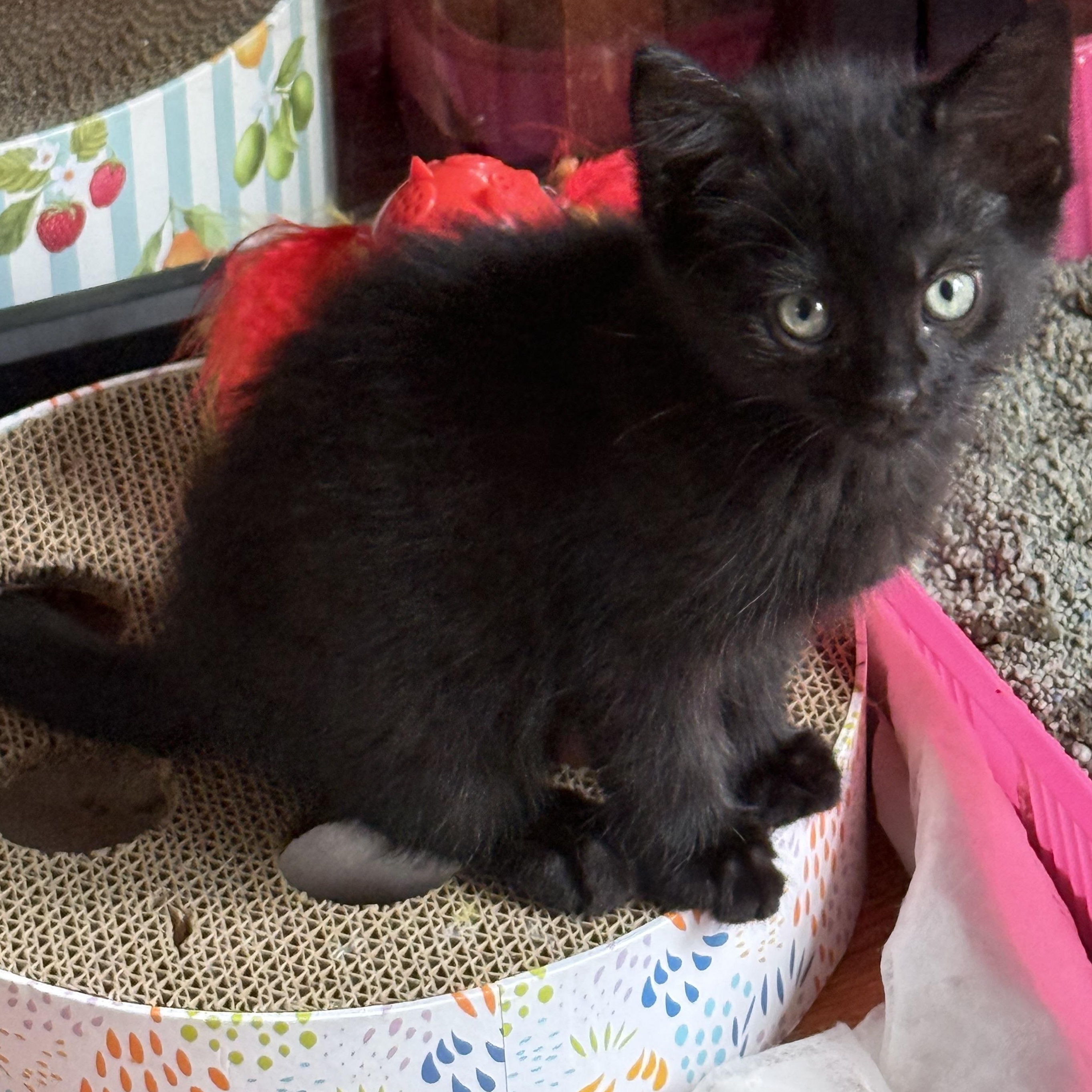 Batman, a ADOPTABLE Domestic Short Hair in Murfreesboro, TN image 2/2