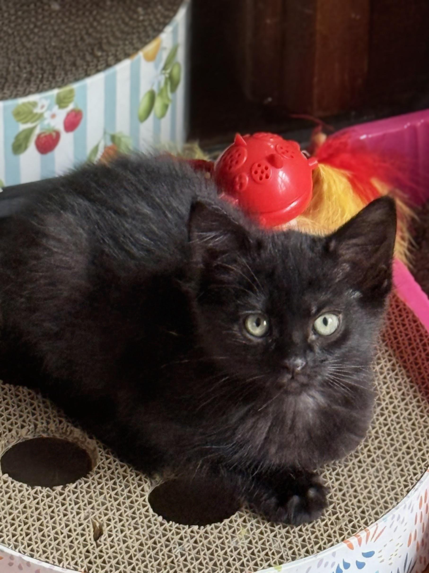 Batman, a ADOPTABLE Domestic Short Hair in Murfreesboro, TN image 1/2