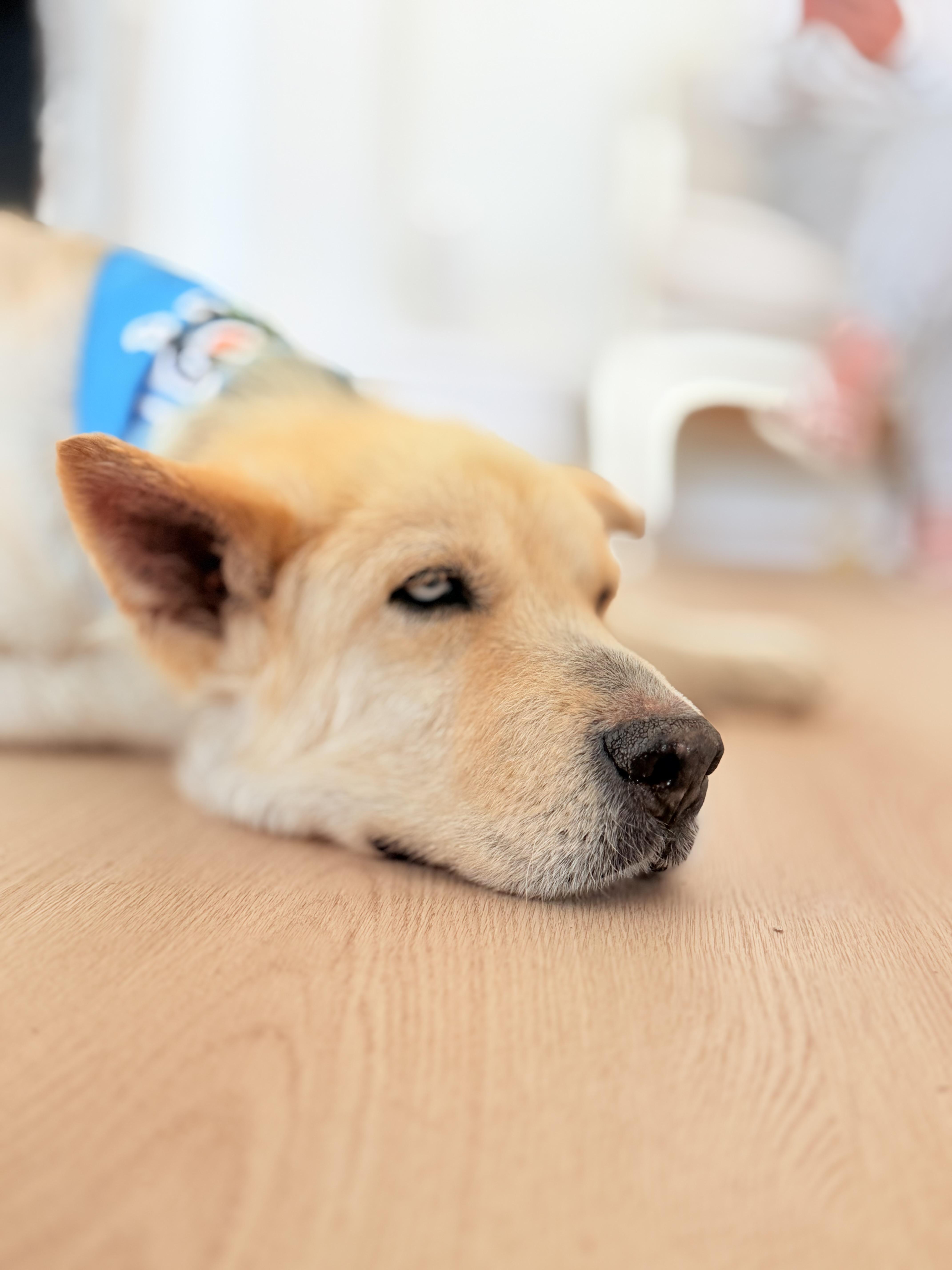 Scout, a ADOPTABLE Mixed Breed in Thousand Oaks, CA image 6/6