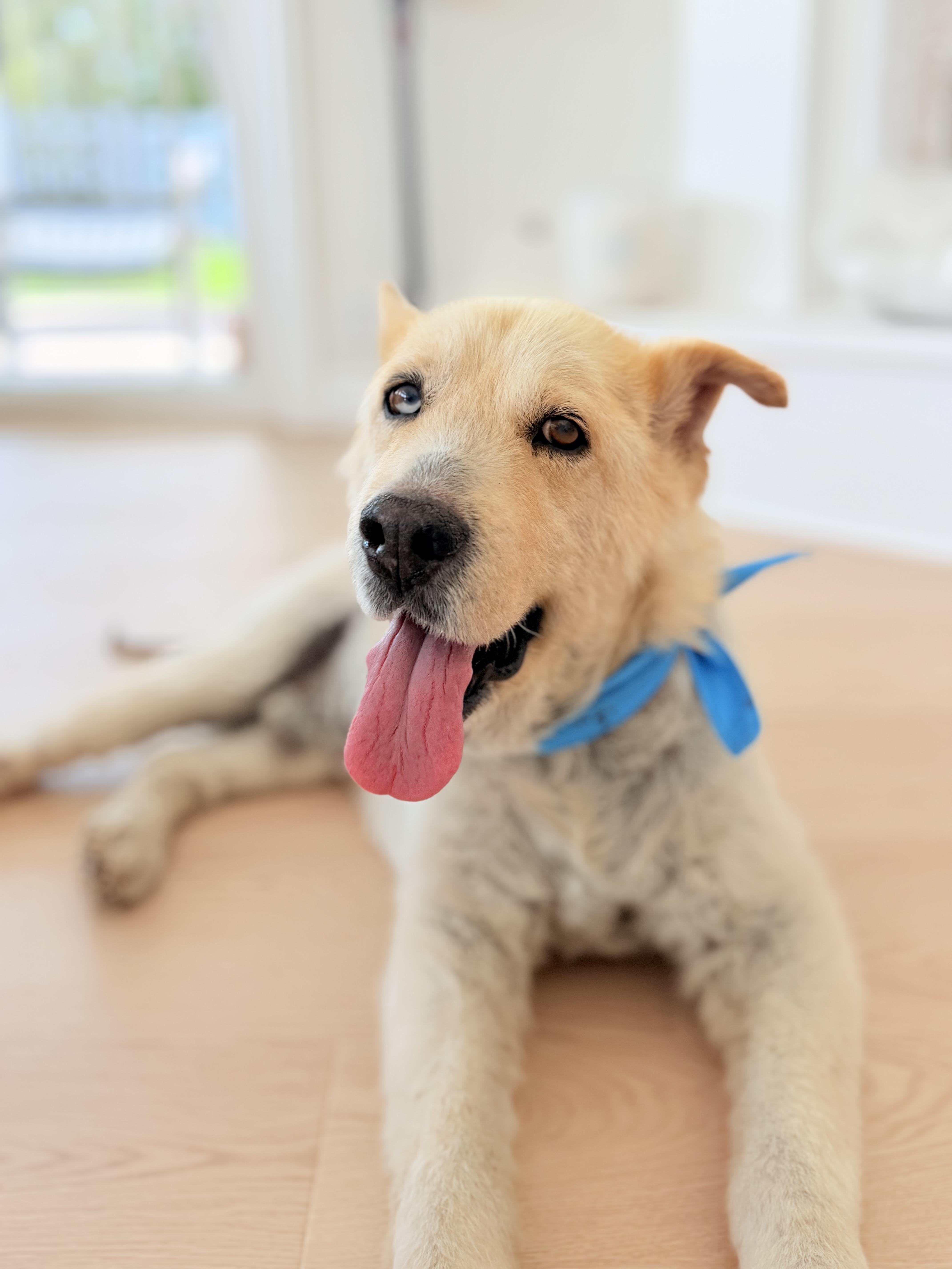Scout, a ADOPTABLE Mixed Breed in Thousand Oaks, CA image 3/6