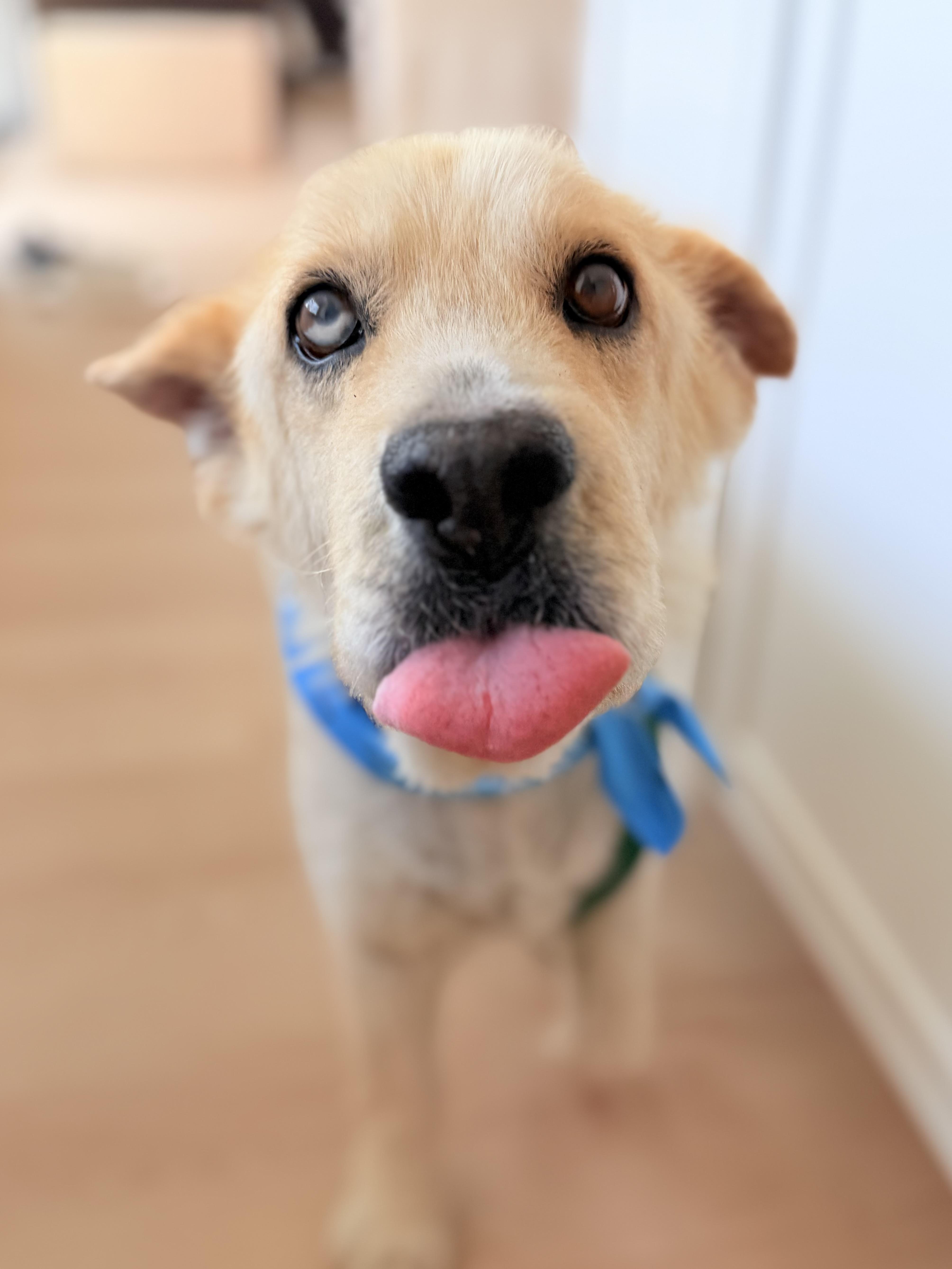 Scout, ADOPTABLE, Senior Male Mixed Breed.