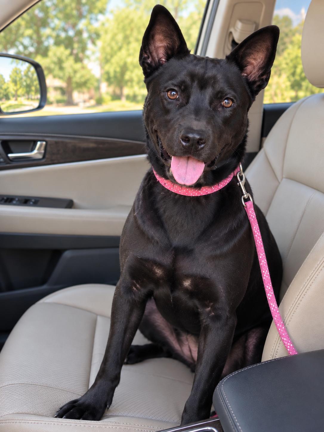 Enlarge Celia, a Adopted mixed breed in West Islip, NY image 5/6