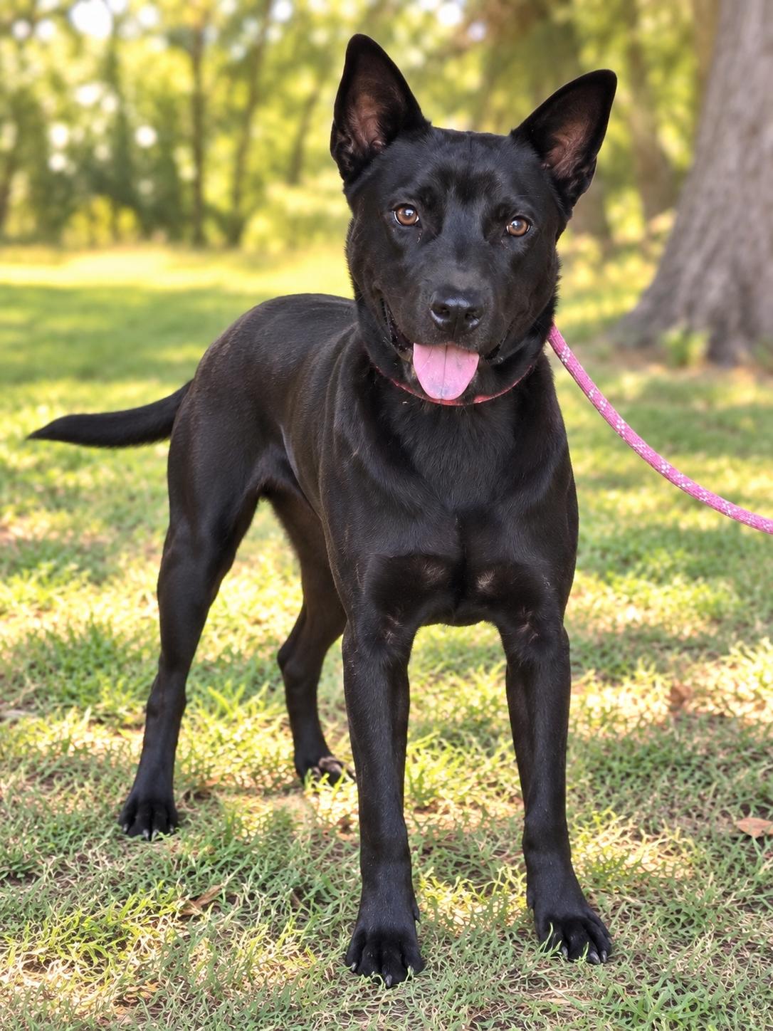Enlarge Celia, a Adopted mixed breed in West Islip, NY image 2/6