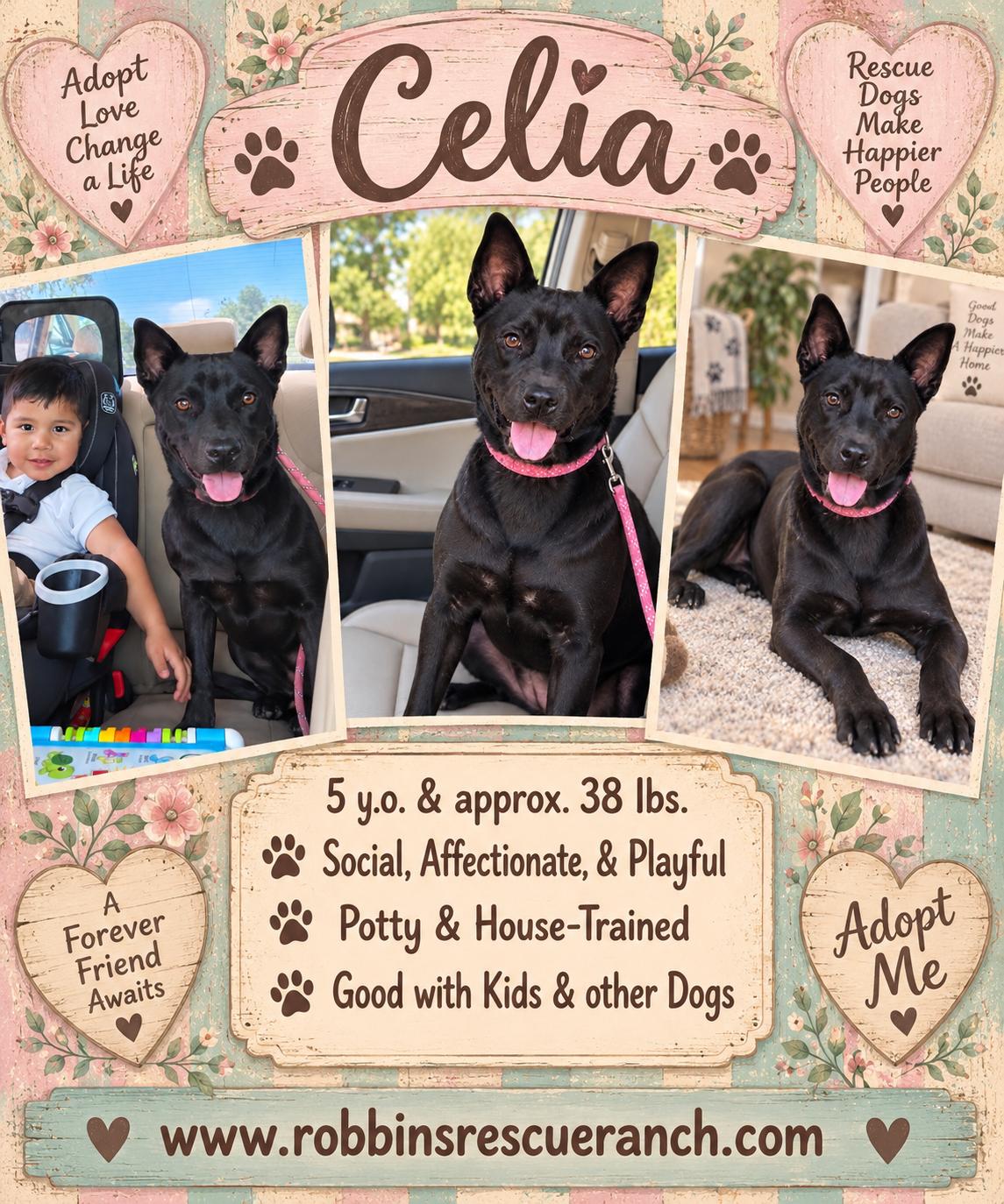Celia, Adopted, Adult Female Shepherd.
