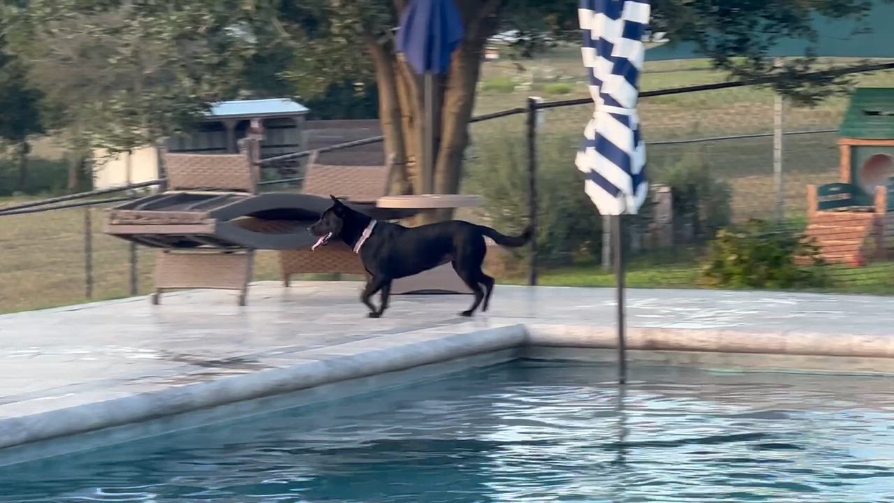 Enlarge Celia, a Adopted mixed breed in West Islip, NY video 6/6