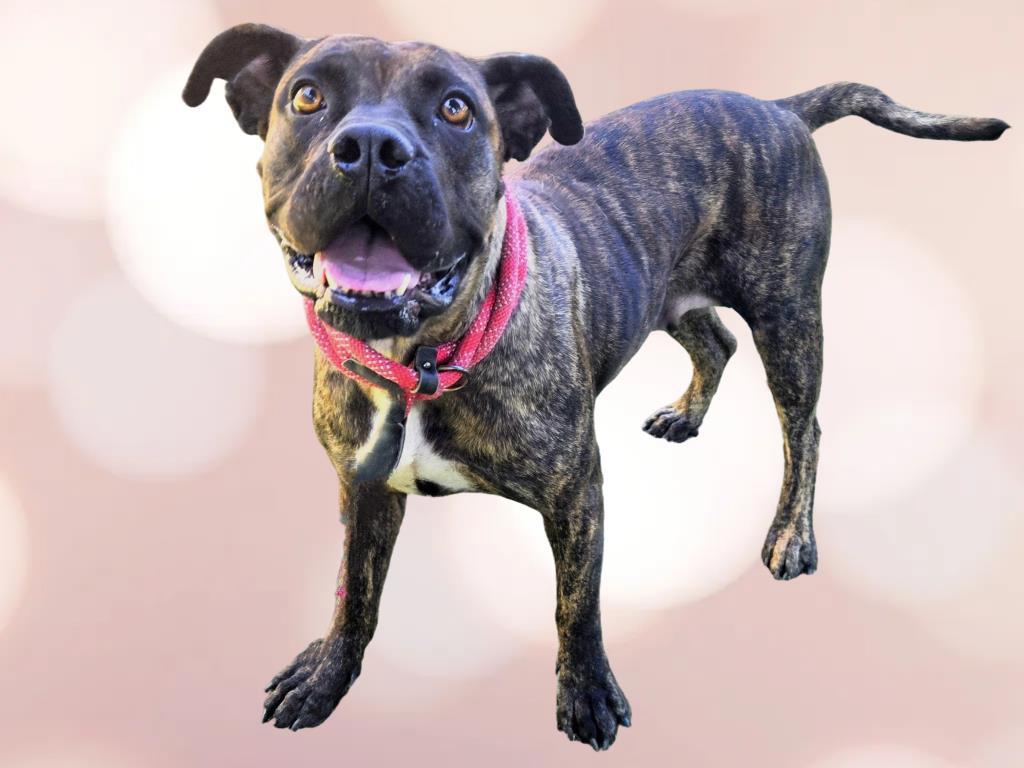 DIXIE, Adoptable, Adult Female Mastiff & Mixed Breed.