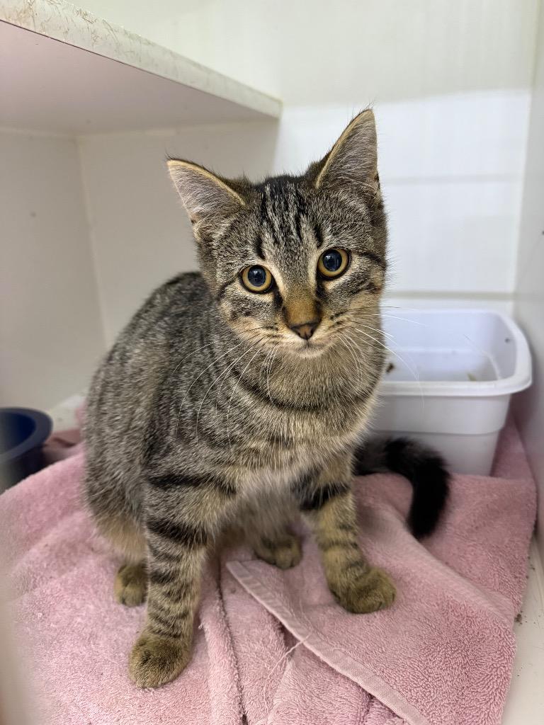 Enlarge Honey, a Adoptable mixed breed in Lagrange, IN image 1/1