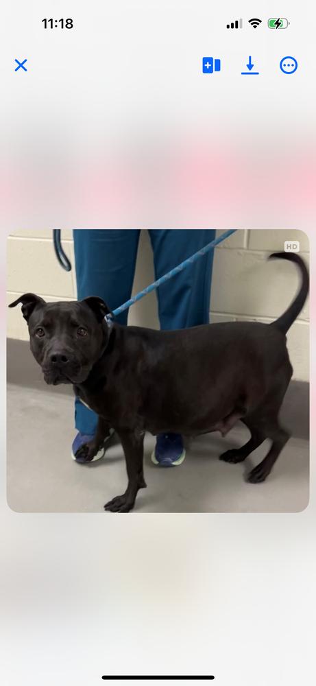Betty BOOP!  (Cassidy 2025), Adoptable, Adult Female Pit Bull Terrier & American Staffordshire Terrier.