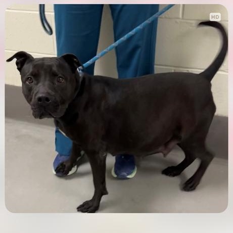 Enlarge Betty BOOP!  (Cassidy 2025), a Adoptable mixed breed in Wenonah, NJ image 2/3