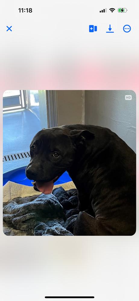 Enlarge Betty BOOP!  (Cassidy 2025), a Adoptable mixed breed in Wenonah, NJ image 2/3