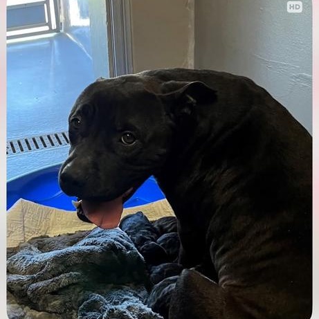 Enlarge Betty BOOP!  (Cassidy 2025), a Adoptable mixed breed in Wenonah, NJ image 3/3