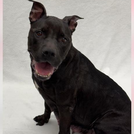 Betty BOOP!  (Cassidy 2025), Adoptable, Adult Female Pit Bull Terrier & American Staffordshire Terrier.