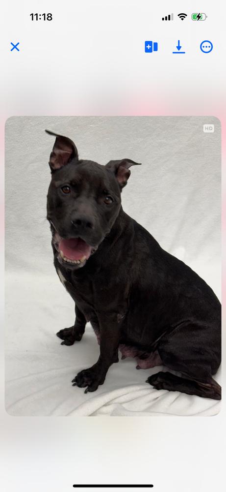 Enlarge Betty BOOP!  (Cassidy 2025), a Adoptable mixed breed in Wenonah, NJ image 3/3