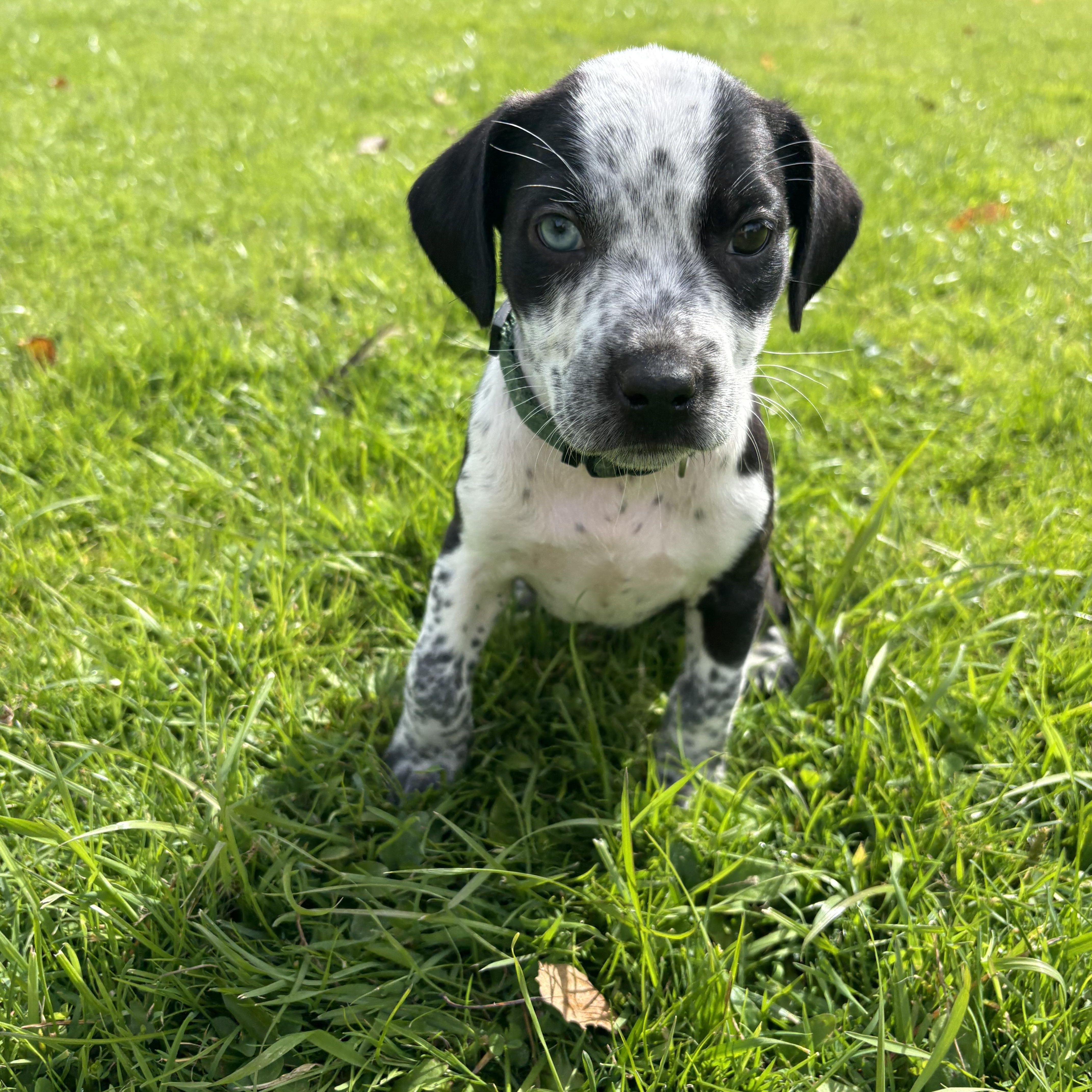Enlarge Boo- Little Monster Litter, a Adoptable mixed breed in Lake George, NY image 2/5