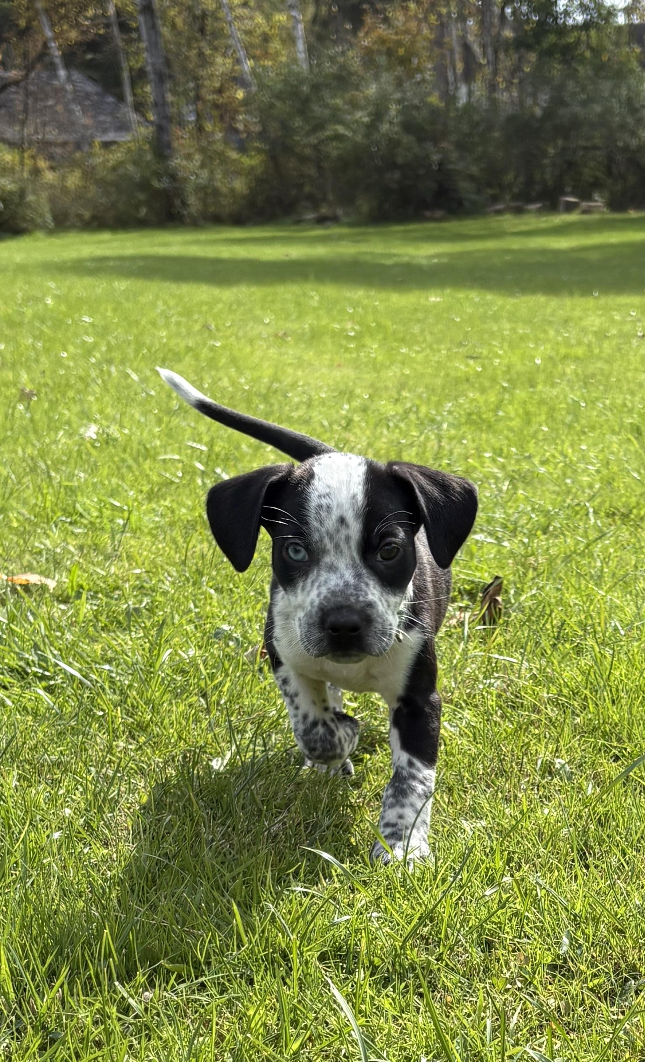 Enlarge Boo- Little Monster Litter, a Adoptable mixed breed in Lake George, NY image 1/5
