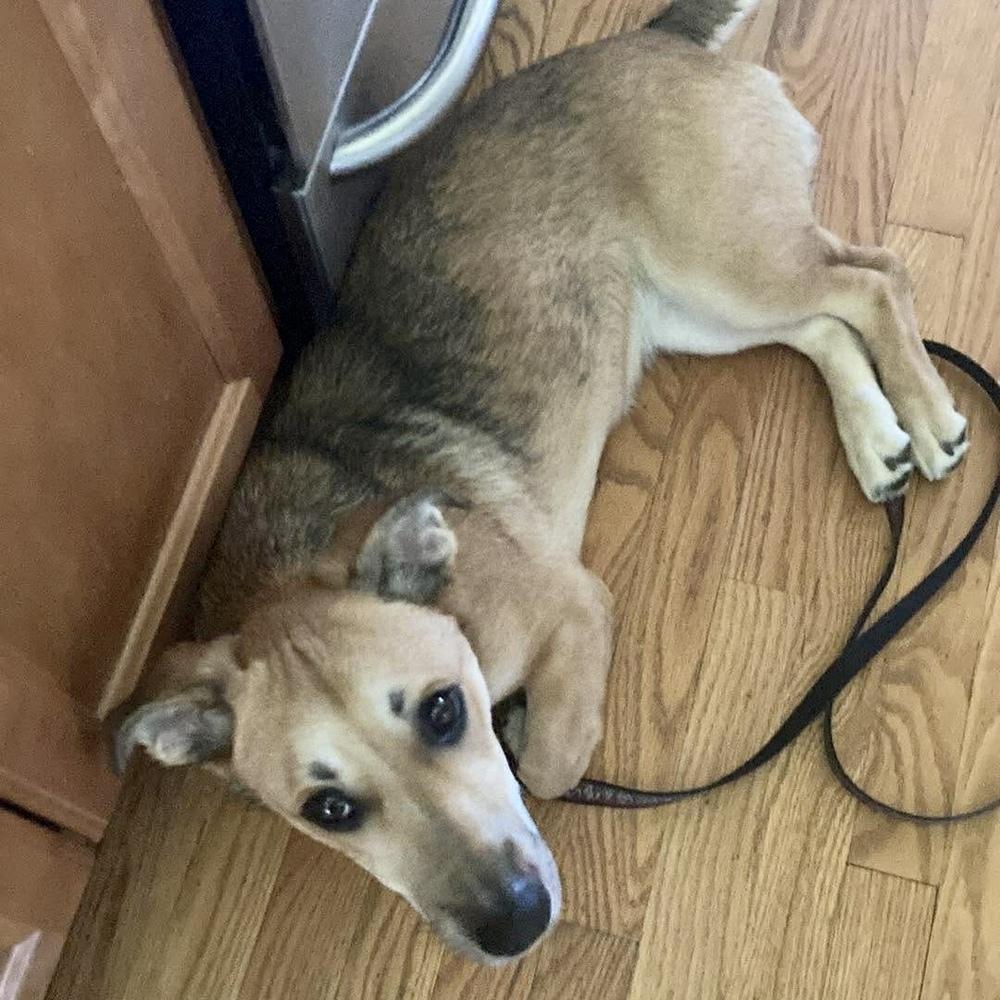Agatha, a Adoptable mixed breed in Groveland, MA image 1/4