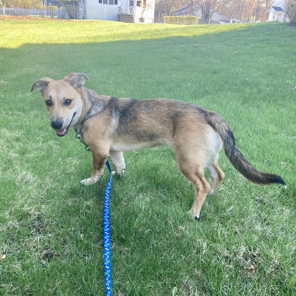 Agatha, a Adoptable mixed breed in Groveland, MA image 2/4