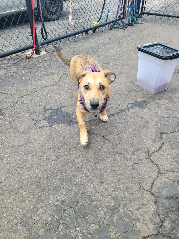 Agatha, a Adoptable mixed breed in Groveland, MA image 3/4