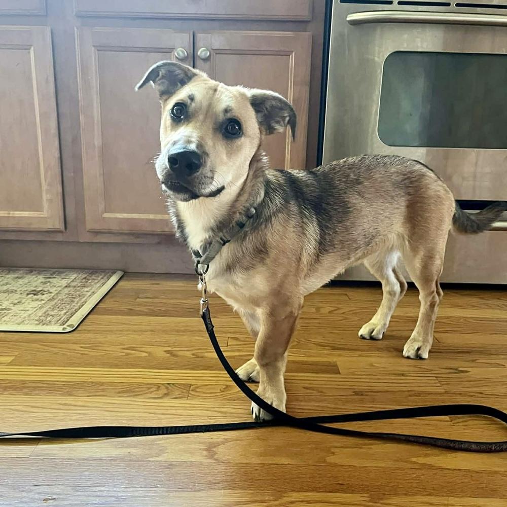 Agatha, a Adoptable mixed breed in Groveland, MA image 4/4