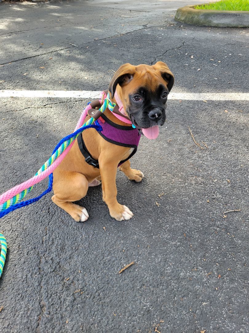 Cody, Adopted, Puppy Male Boxer.