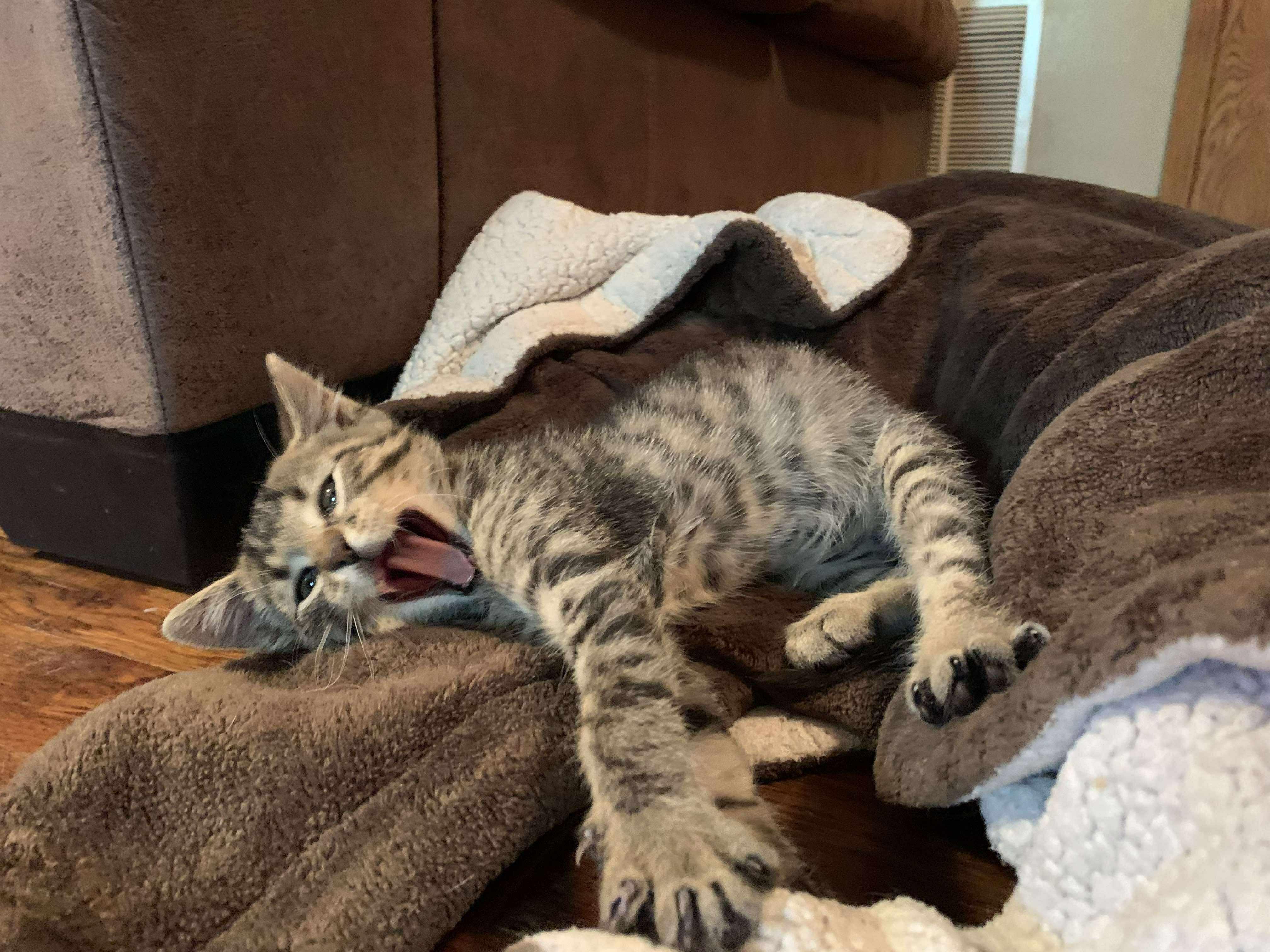 Poe, Adopted, Young Male Domestic Short Hair.