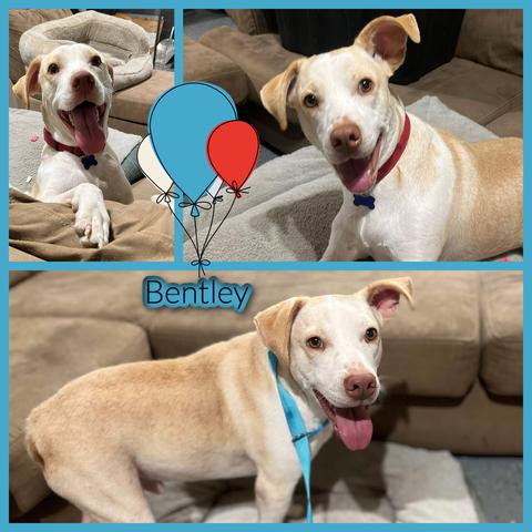 Bentley, Young Male unknown