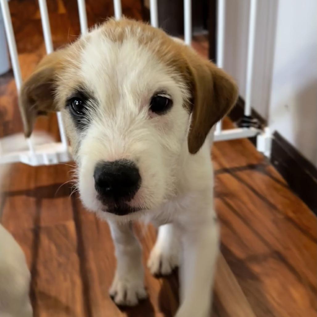 Enlarge Braford, a Adoptable Mixed Breed in Grinnell, IA image 1/4