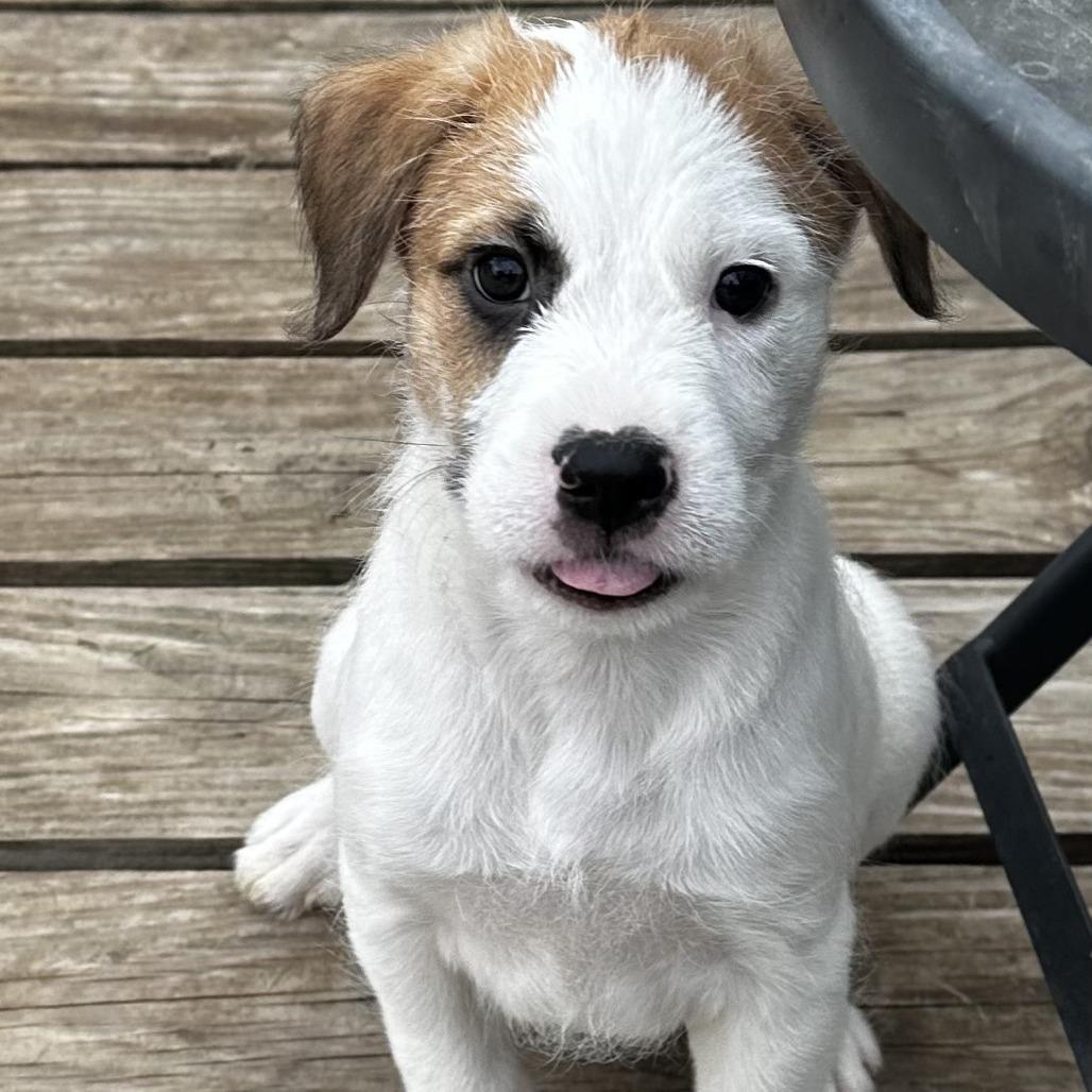 Enlarge Braford, a Adoptable Mixed Breed in Grinnell, IA image 2/4