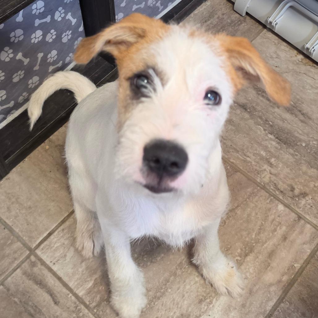 Enlarge Braford, a Adoptable Mixed Breed in Grinnell, IA image 3/4