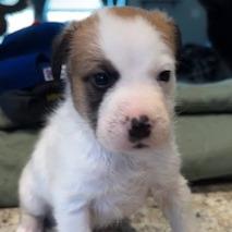 Enlarge Braford, a Adoptable Mixed Breed in Grinnell, IA image 4/4