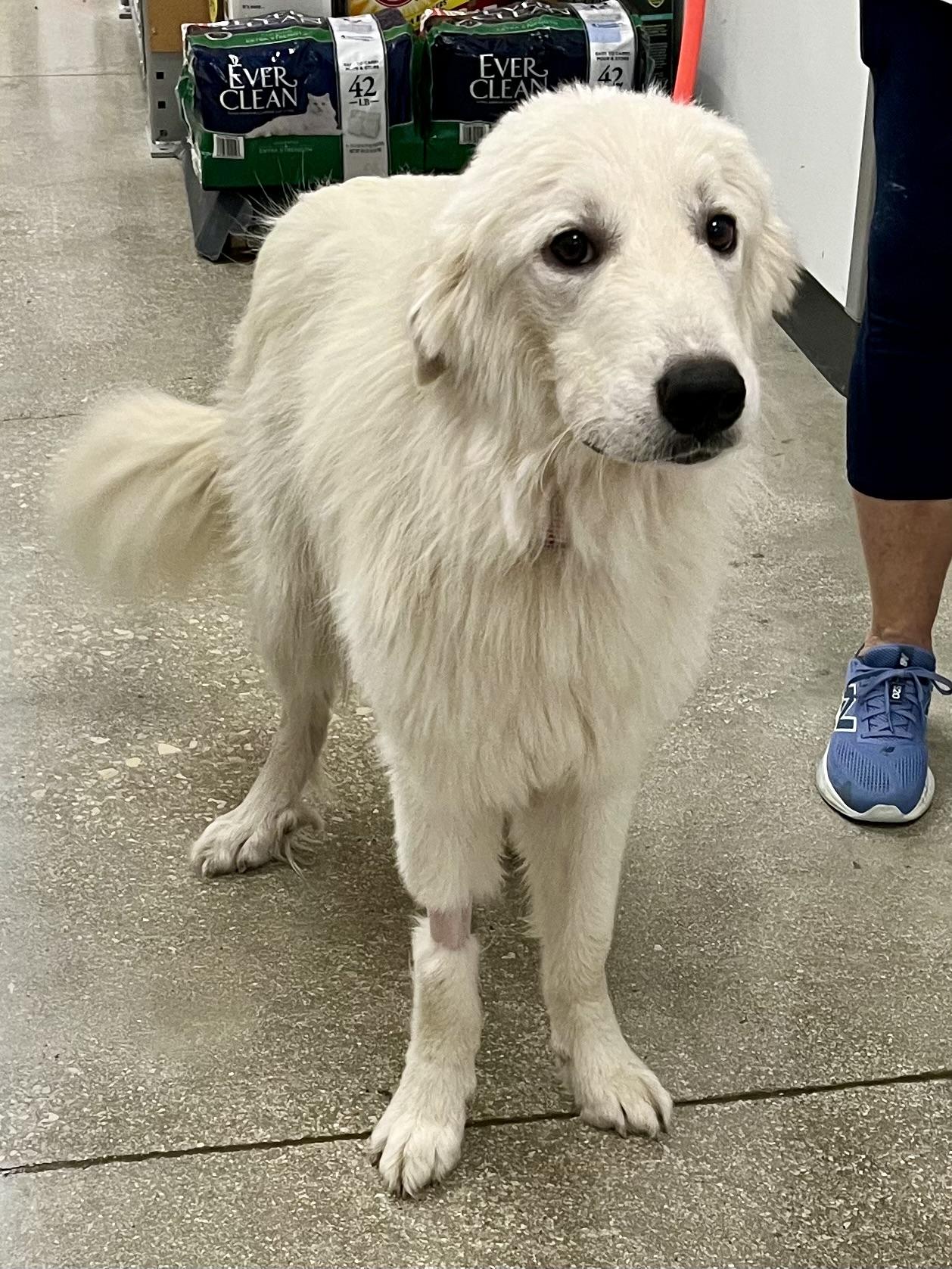 Kree PB, a ADOPTABLE Great Pyrenees in Schertz, TX image 2/3