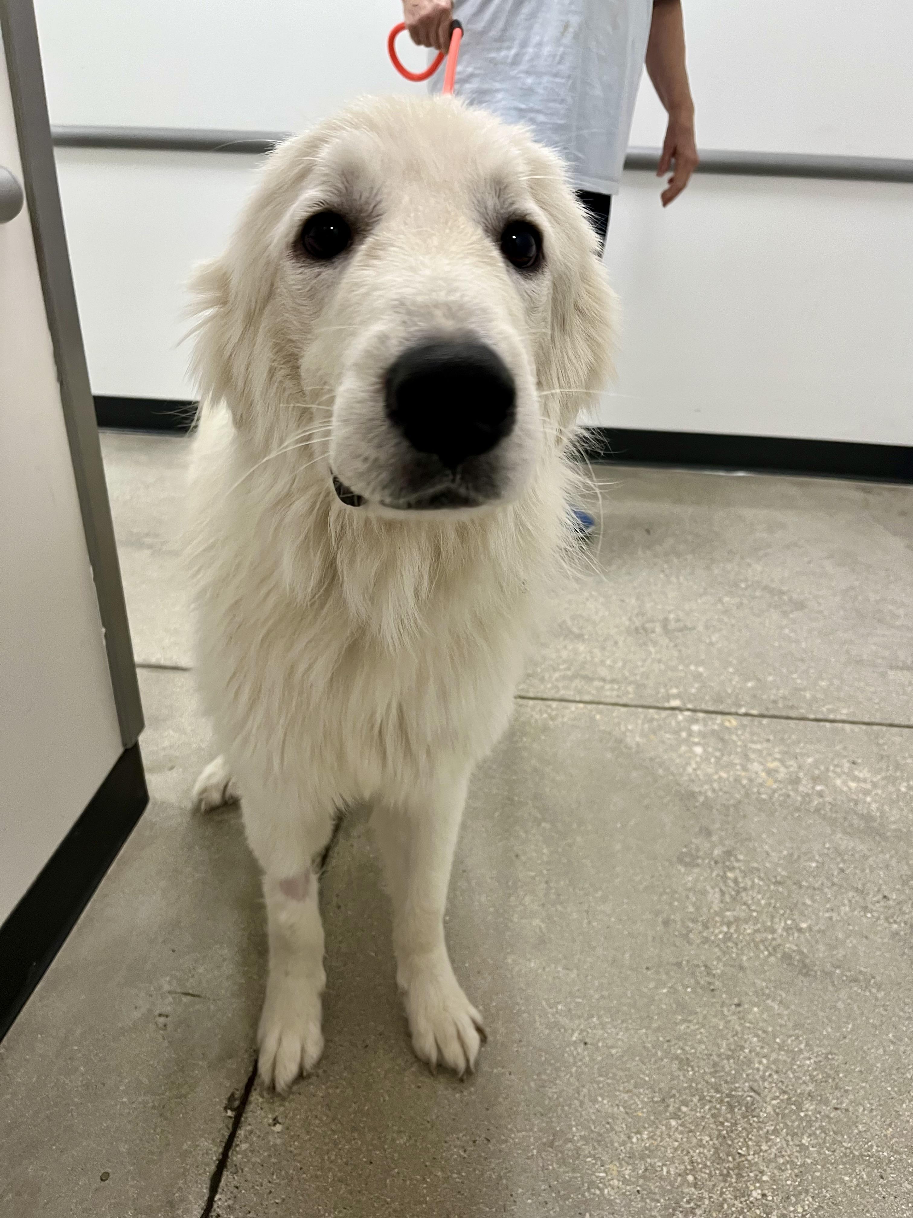 Kree PB, a ADOPTABLE Great Pyrenees in Schertz, TX image 3/3
