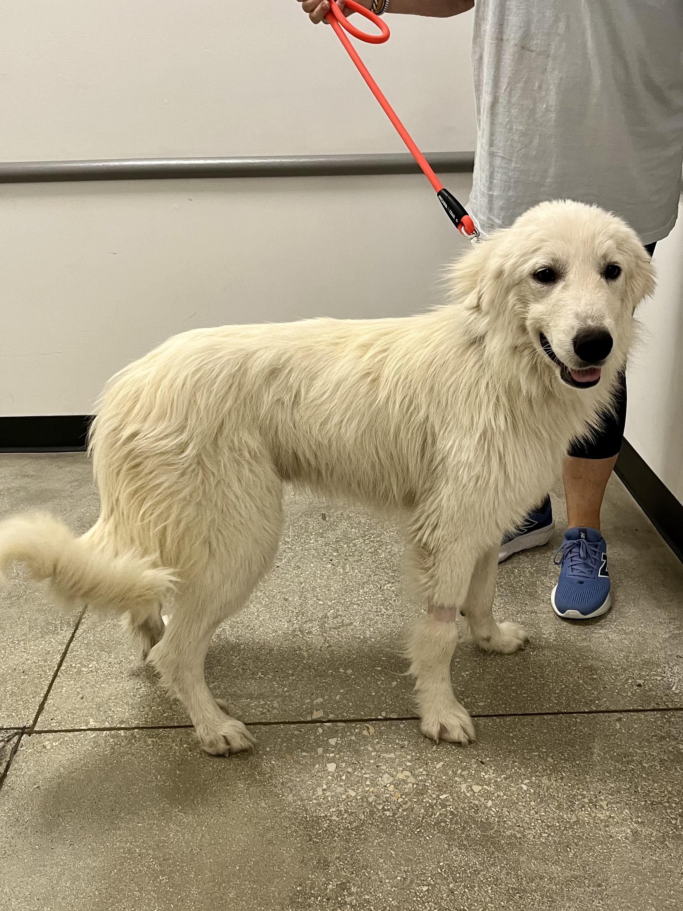 Kree PB, ADOPTABLE, Young Male Great Pyrenees.
