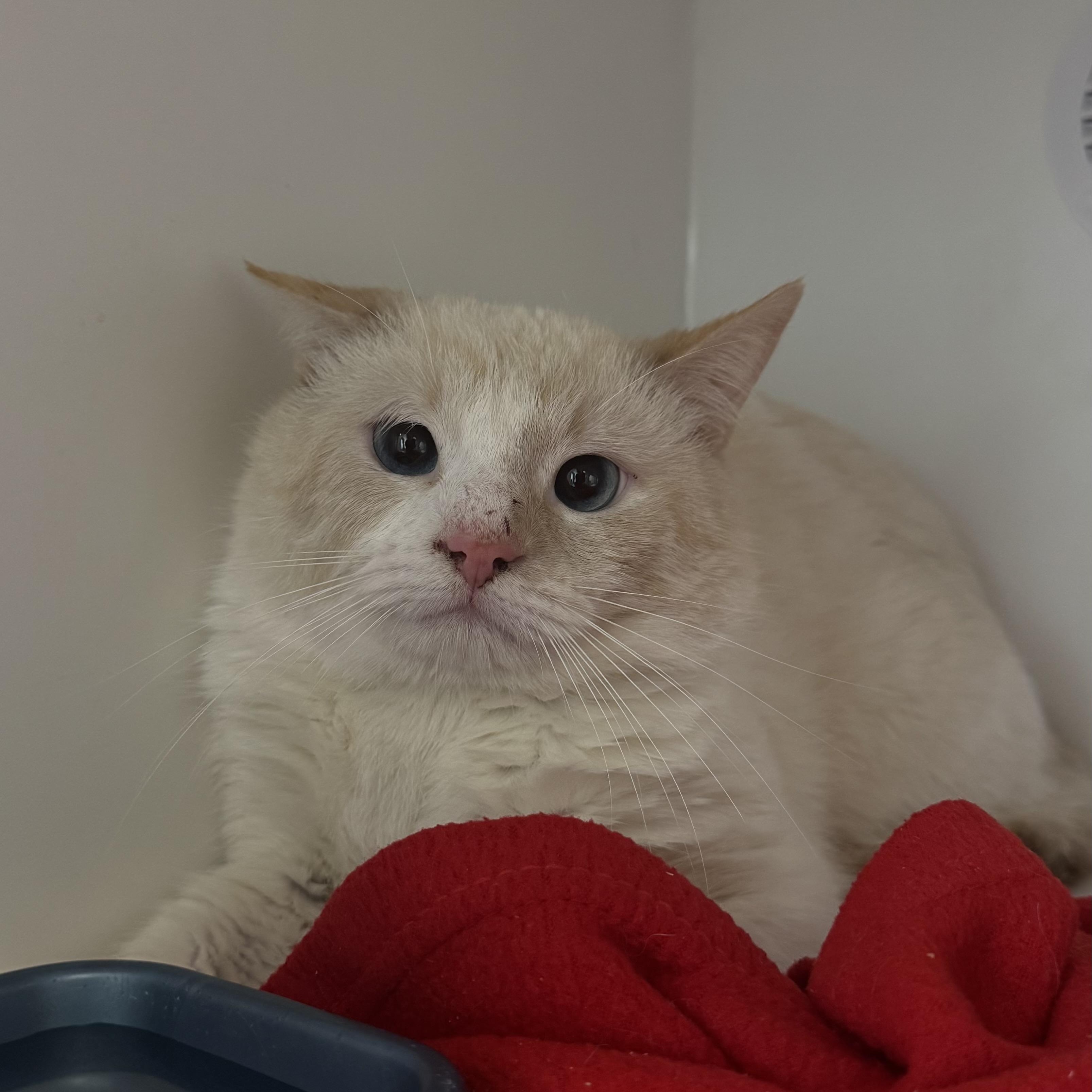 Enlarge Cadbury, an adopted Domestic Short Hair in Fall River, MA image 2/2