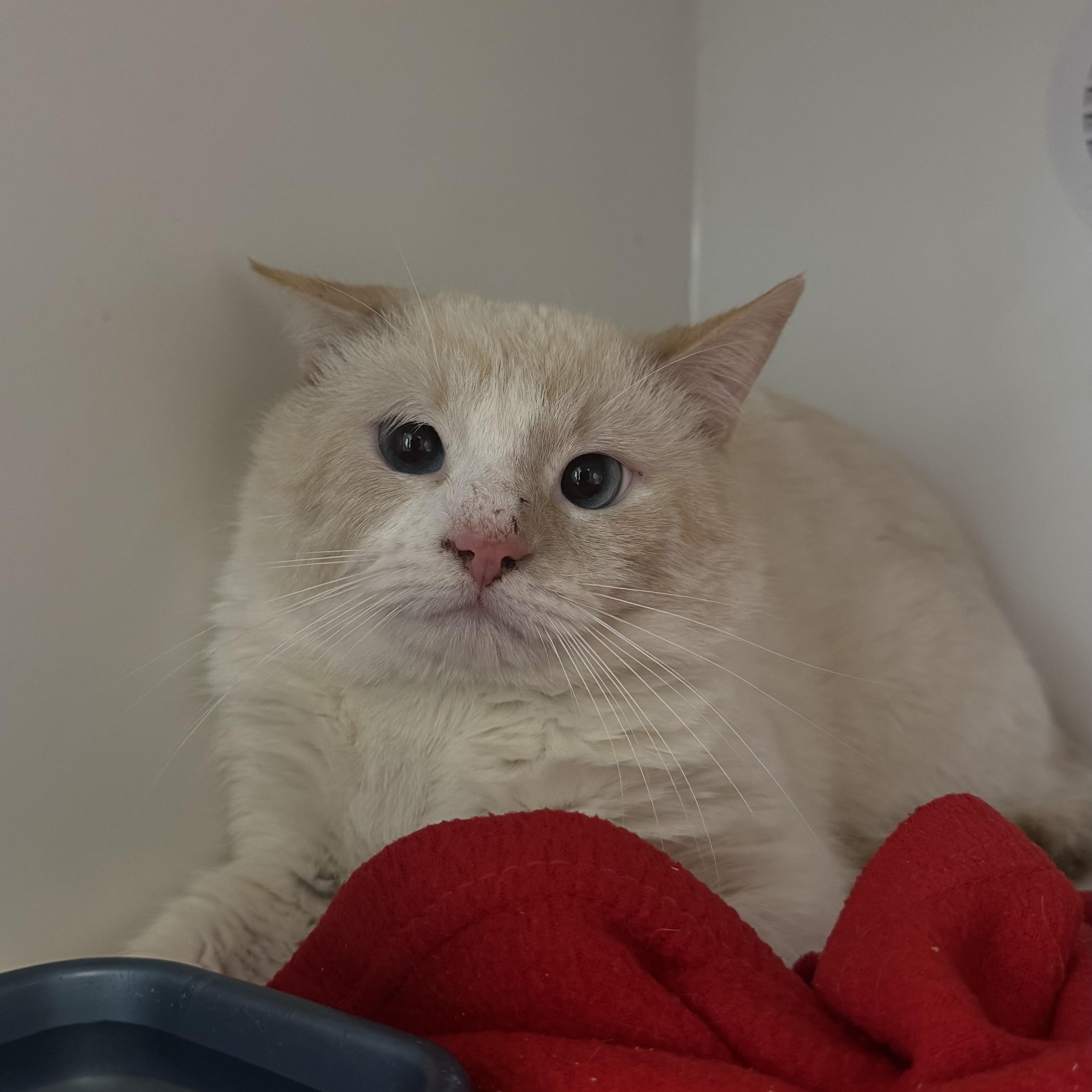 Enlarge Cadbury, an adopted Domestic Short Hair in Fall River, MA image 1/2