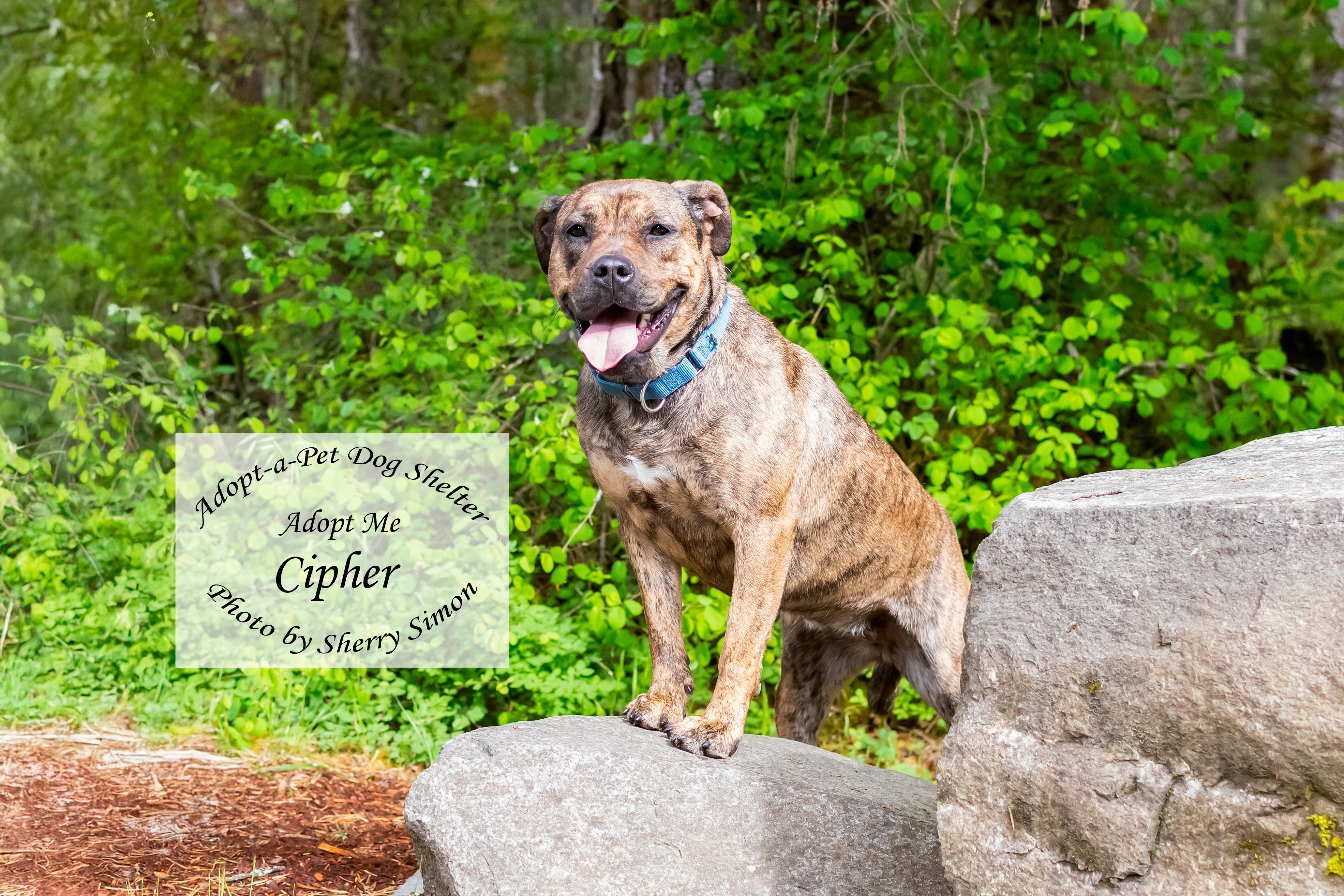 CIPHER photo 5