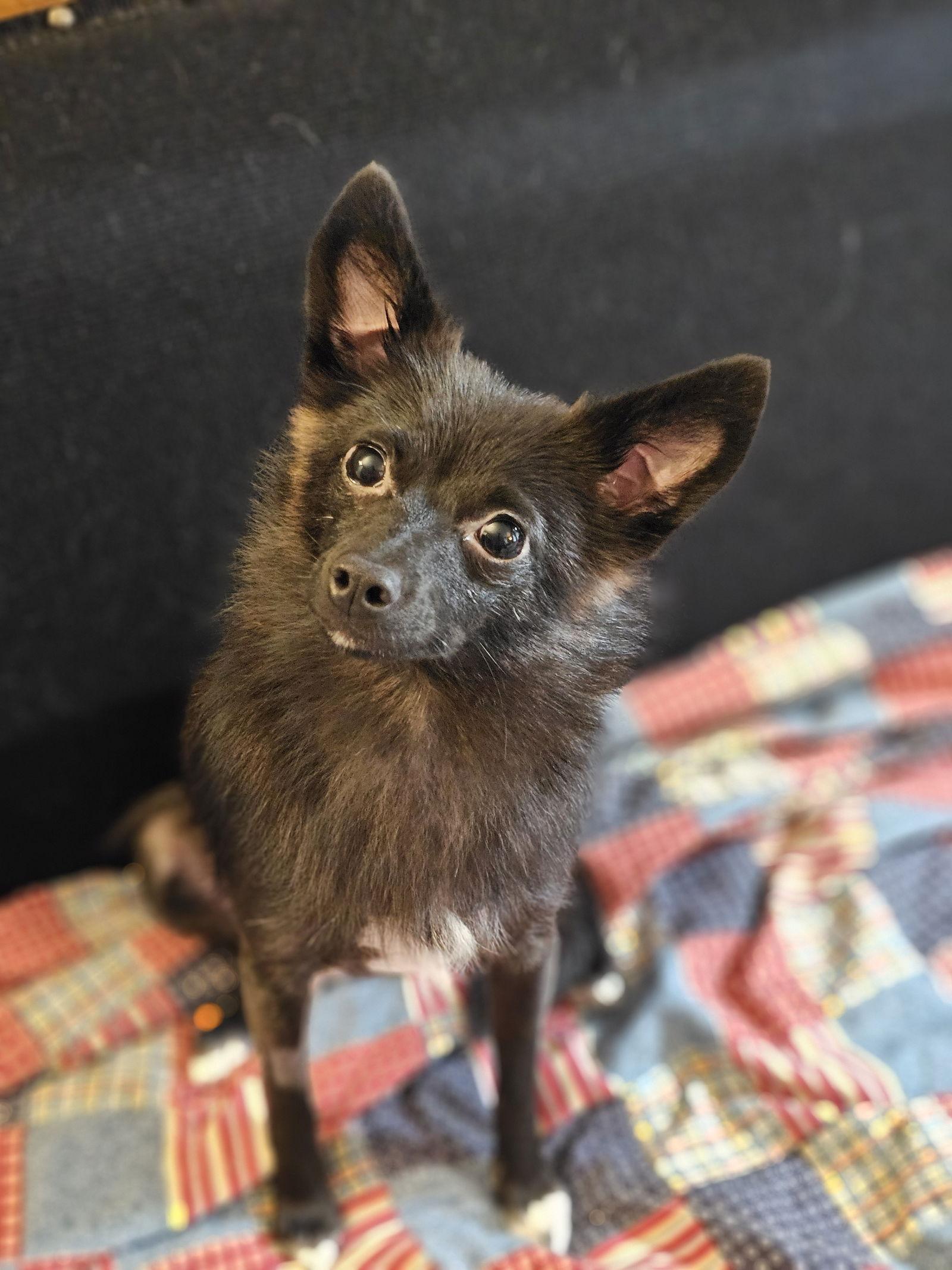Cherry, Adopted, Young Female Pomeranian & Chihuahua.