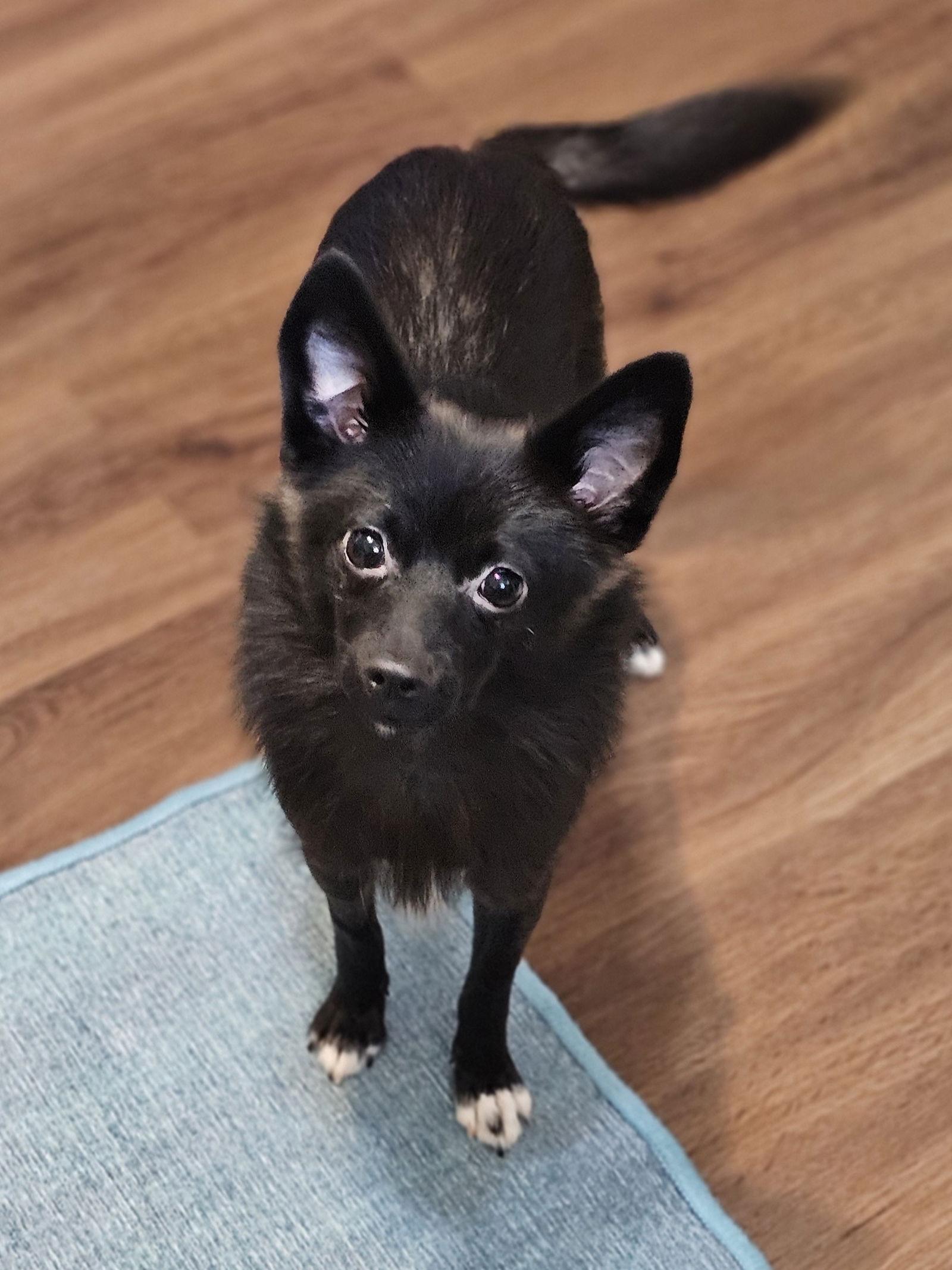 Enlarge Cherry, a Adopted mixed breed in Lebanon, PA image 2/3