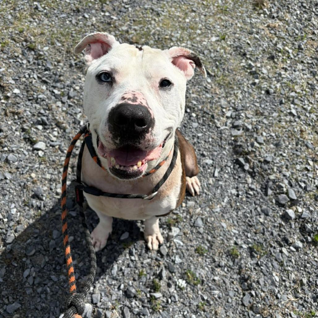 Brick, Adoptable, Senior Male Terrier.